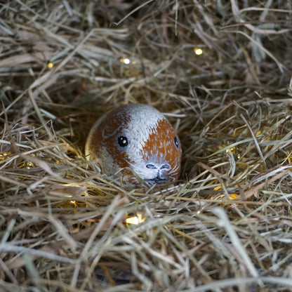Wilbur